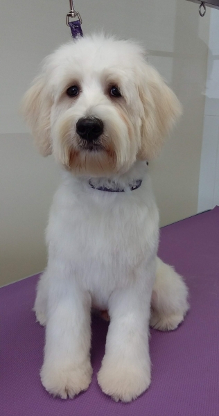 Barnie after his first groom