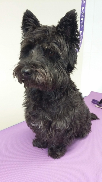 Jodie the Westie x Scottie  before her groom