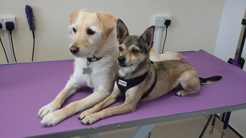 Louie and whisper - salon dogs!