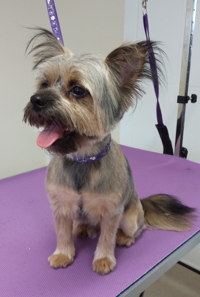 Louis the Chorkie after his groom