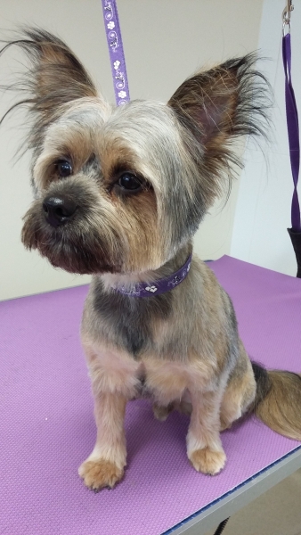 Louis the Chorkie after a lot of trimming!