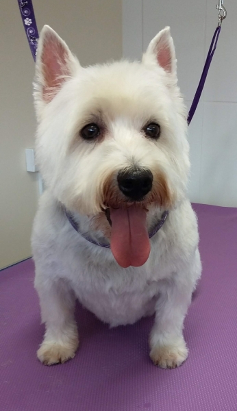 Twinkle after her groom
