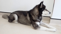 Deifan the Malamute after his bath