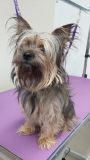 Louis the Chorkie before his groom