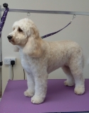Rosie the beautiful Cockerpoo