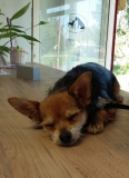 Teddy the Chorkie asleep on the counter