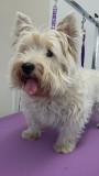 Twinkle the Westie before her groom