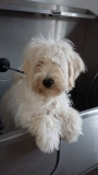 Barnie the Tibetan Terrier x Miniature Schnauzer before his first groom